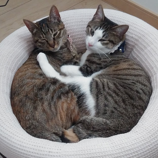 lovecats02さんの実例写真