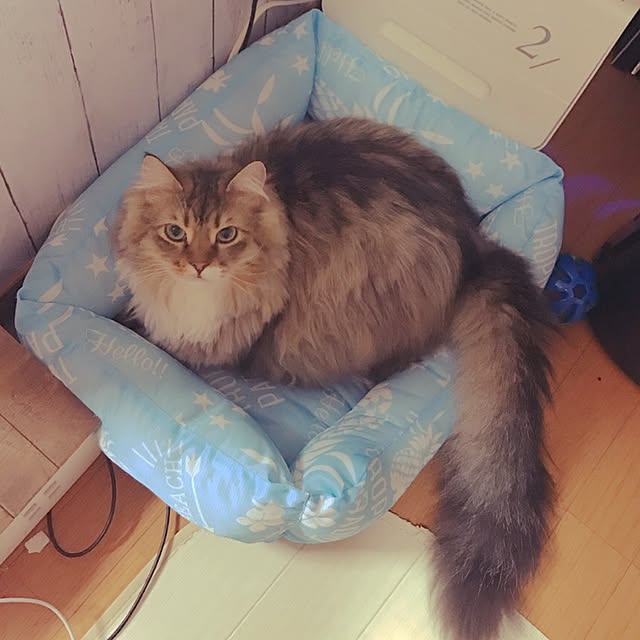 CATさんの実例写真