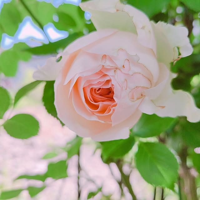 surviveさんの部屋