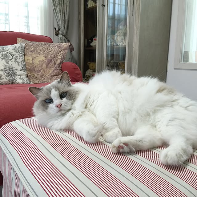 yuchiさんの実例写真