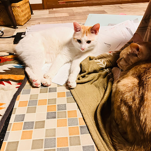 tomorinさんの部屋