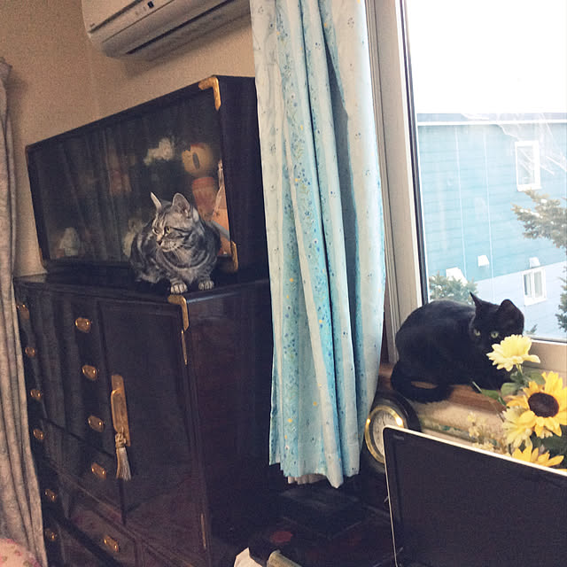momokiriさんの実例写真