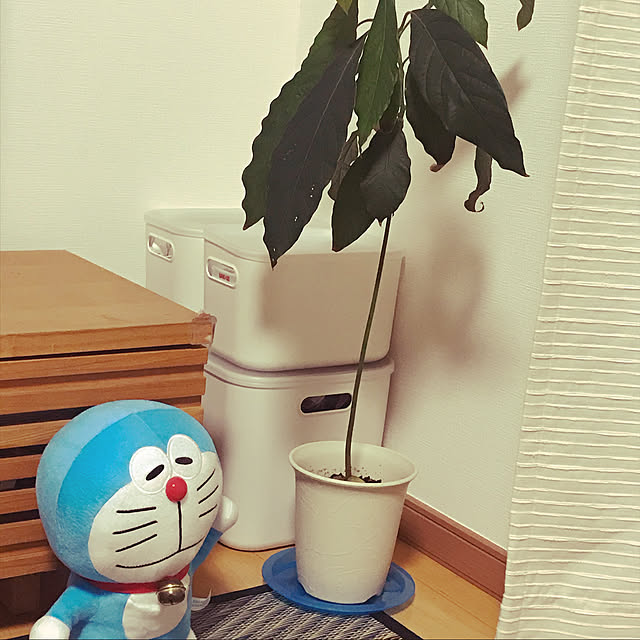 chichiさんの実例写真