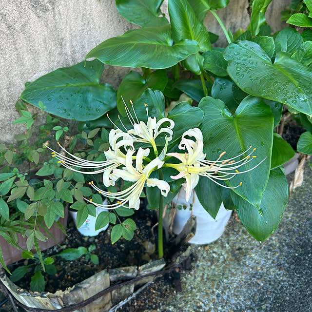 fumikoiさんの部屋