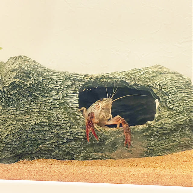 sucoriさんの実例写真