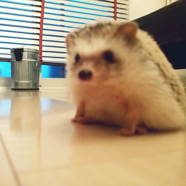 kuruさんの実例写真