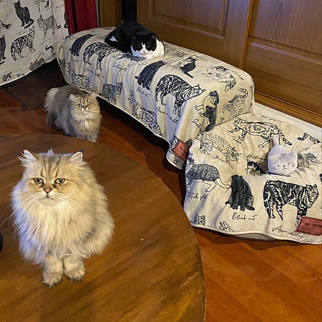 butachanさんの実例写真