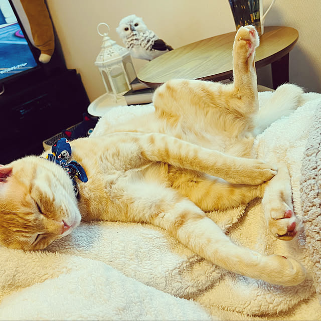 chiiさんの部屋
