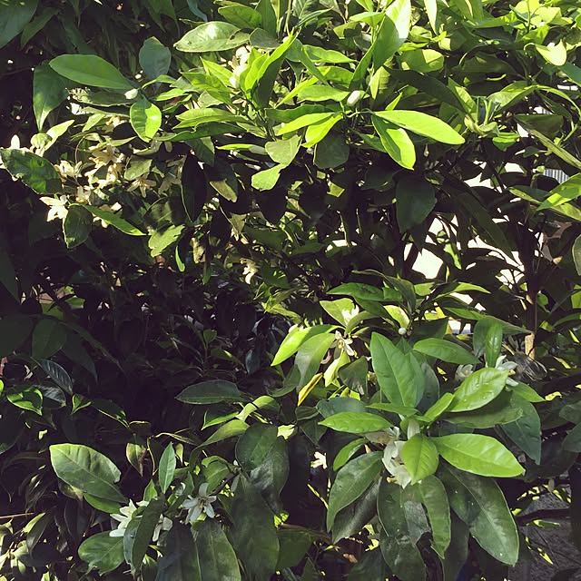 moririnさんの実例写真