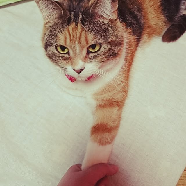 yukieさんの実例写真