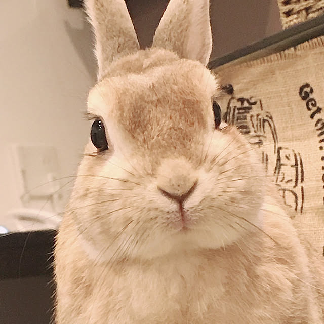 うさぎと暮らす/うさぎ好き/部屋全体/ネザーランドドワーフ/癒されてます( ◠‿◠ )のインテリア実例 - 2020-10-16 20:31:31