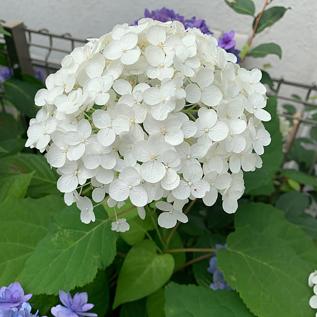 chiiさんの実例写真