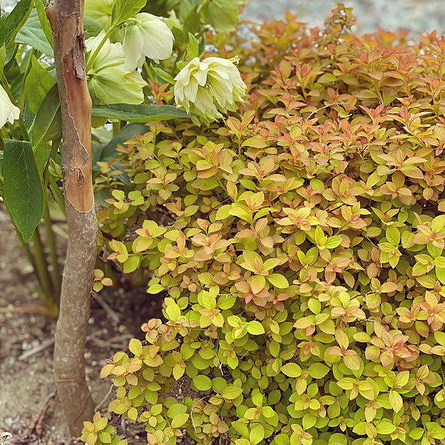 kuremaさんの実例写真