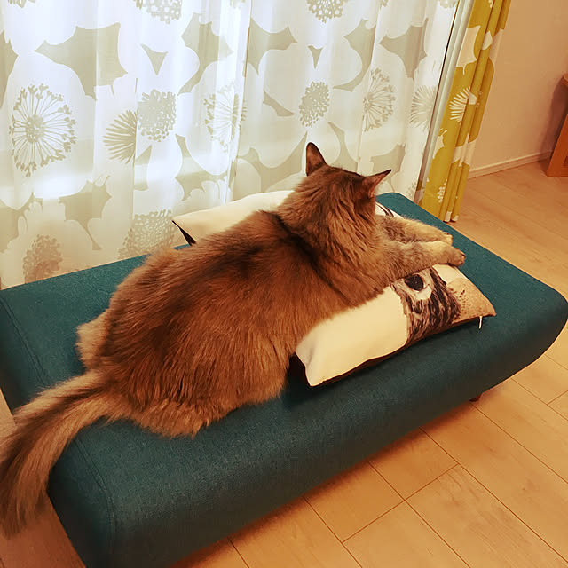 tokoさんの実例写真
