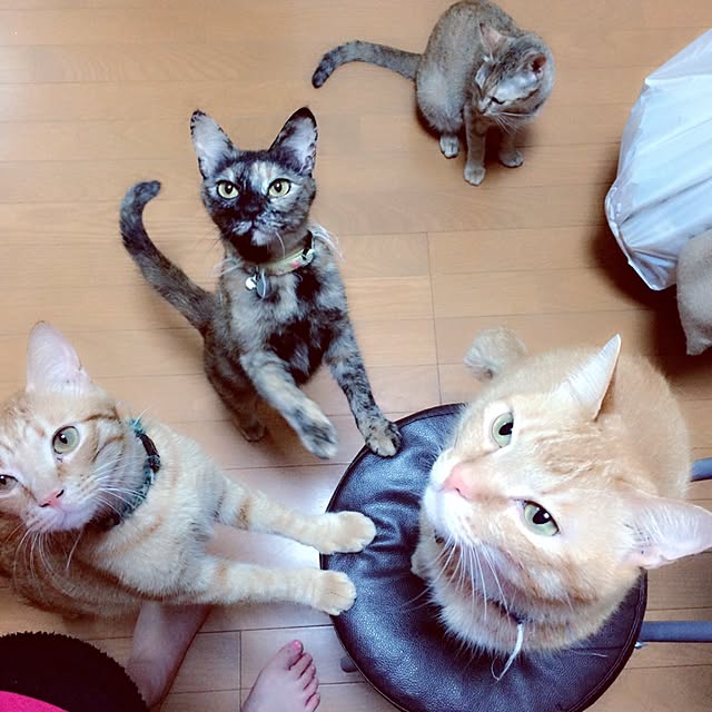 jdannabcさんの実例写真