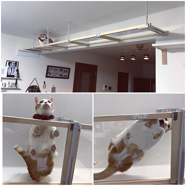 mofumofu292930さんの実例写真