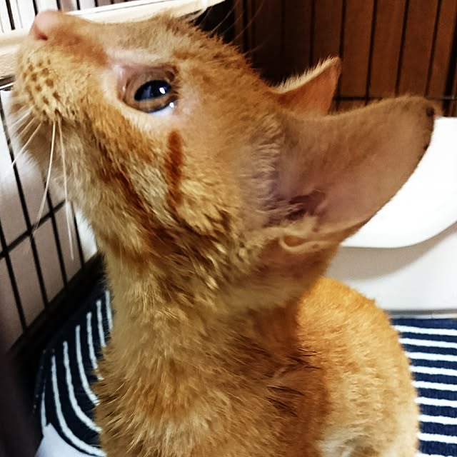 annさんの実例写真