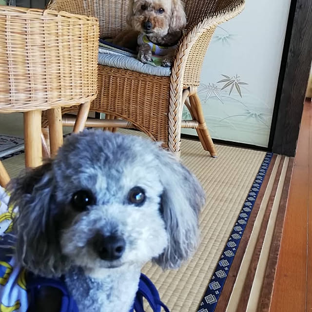 ym0115さんの実例写真