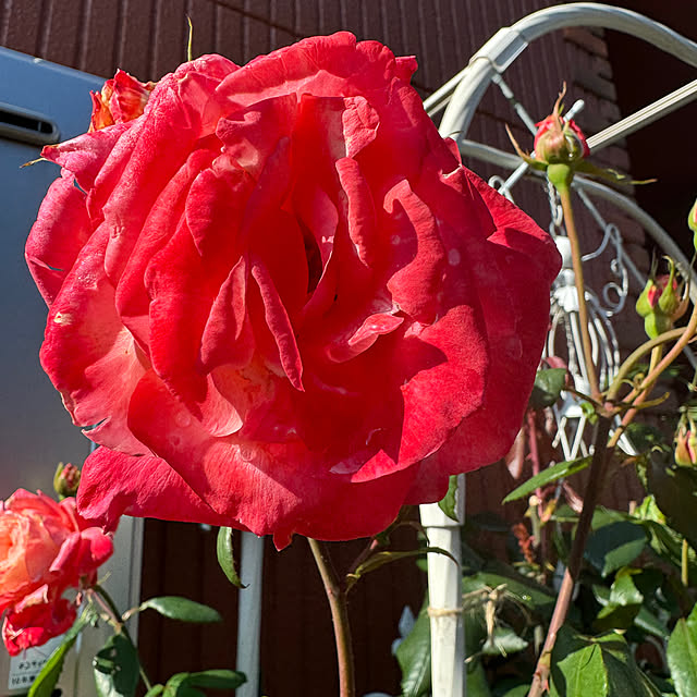 RoseLife5818さんの部屋