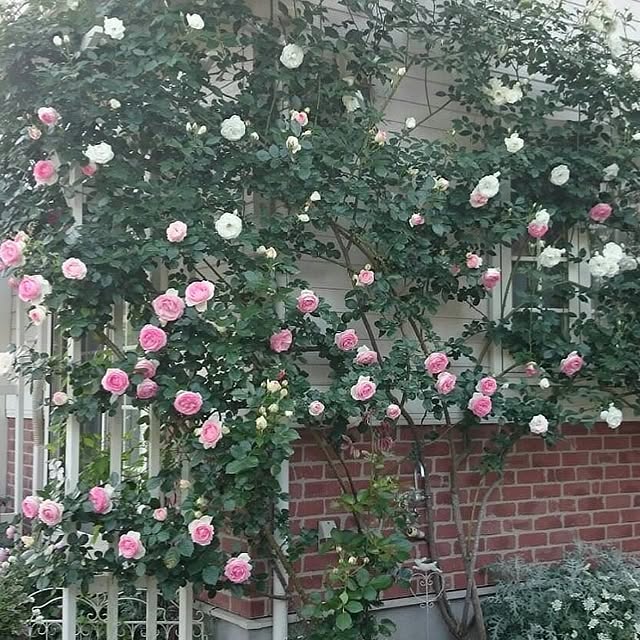s.mamaさんの実例写真