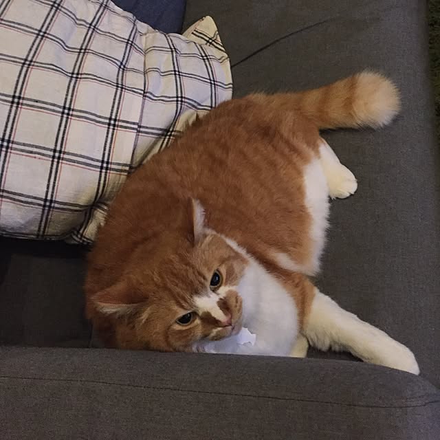 suzumeさんの実例写真