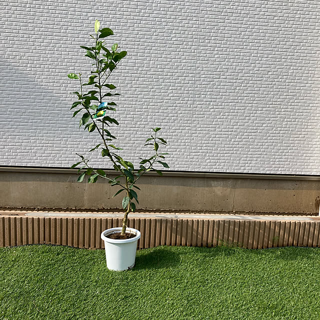 orinさんの実例写真