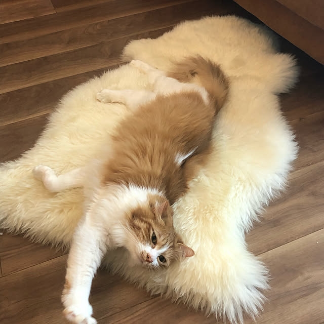 Asukaさんの実例写真
