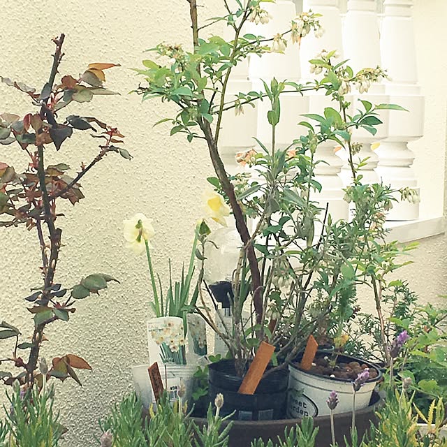 rukaさんの実例写真