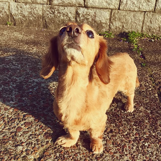 sakuさんの実例写真