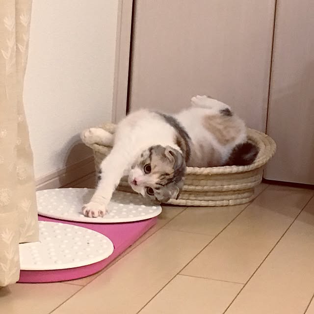 yokkochanさんの実例写真