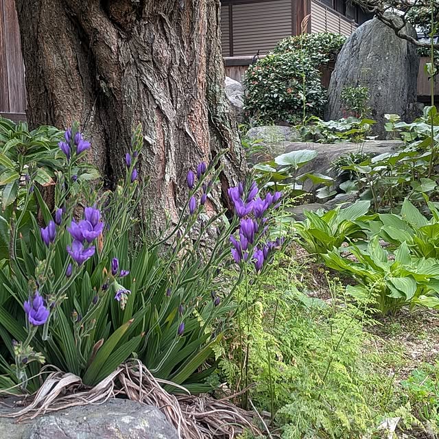 kuririnmamaさんの部屋