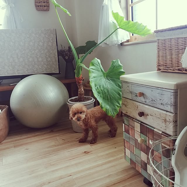 santamamaさんの実例写真