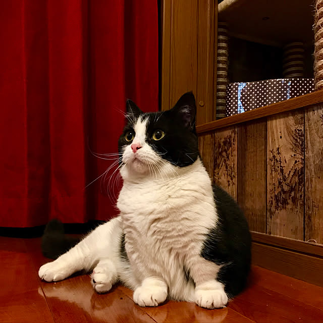 butachanさんの実例写真