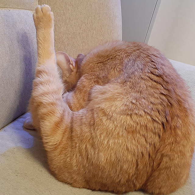 amtさんの実例写真