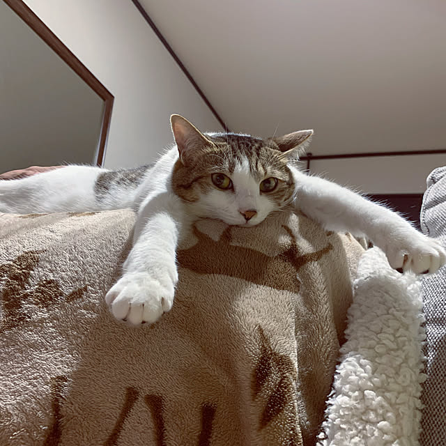 misacho.4さんの実例写真