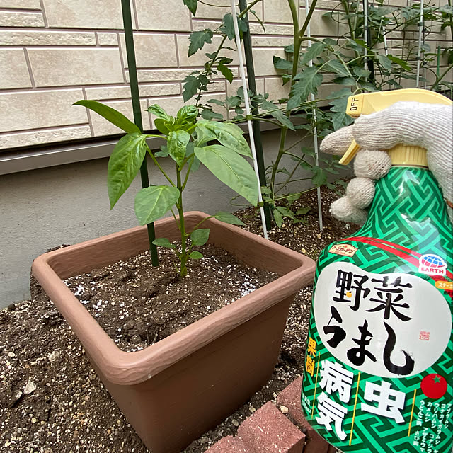 ayaさんの実例写真