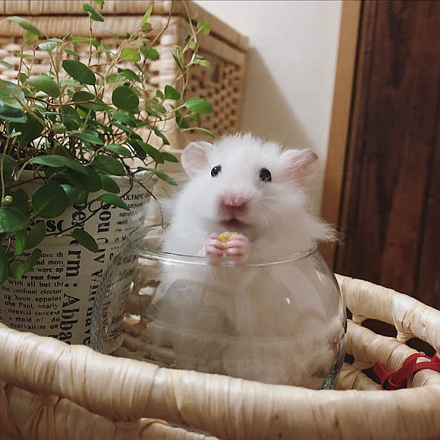 emiさんの実例写真