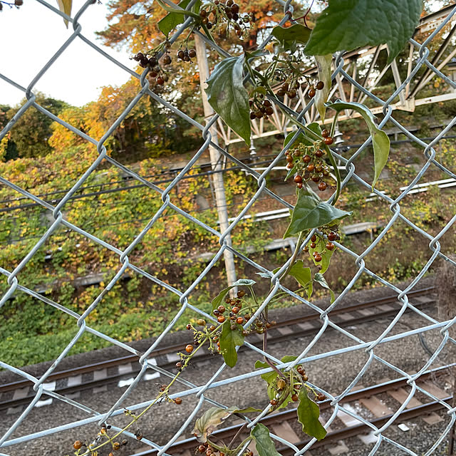 nukularaさんの部屋