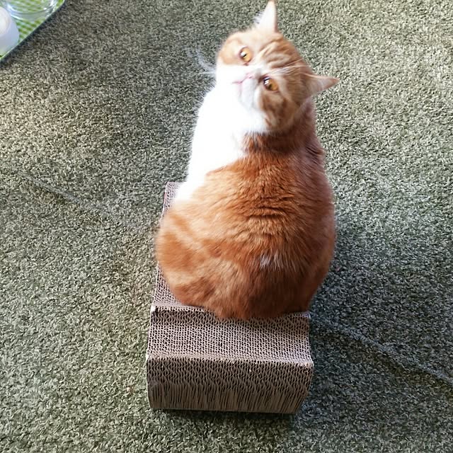 otoさんの実例写真