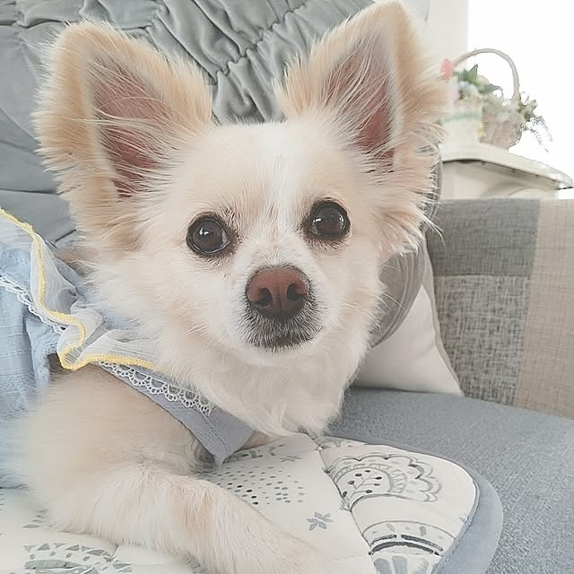 PAOさんの部屋