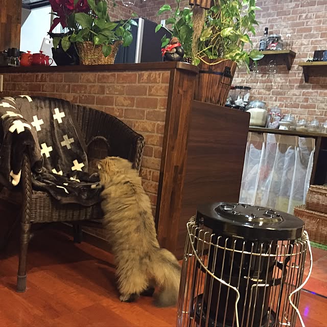 butachanさんの実例写真
