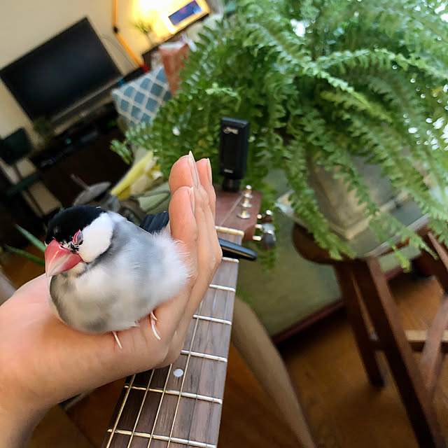 soramameさんの実例写真