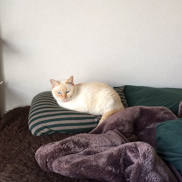bobooooonさんの実例写真