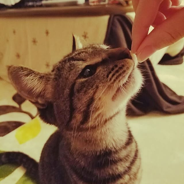 k-ai323さんの実例写真