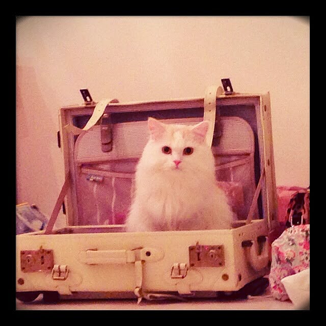 macaron_gallさんの実例写真