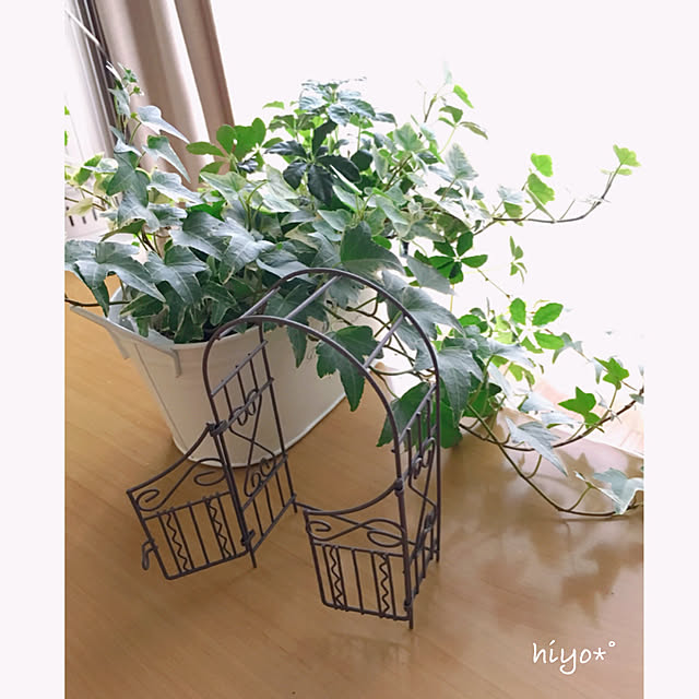 hiyoさんの実例写真