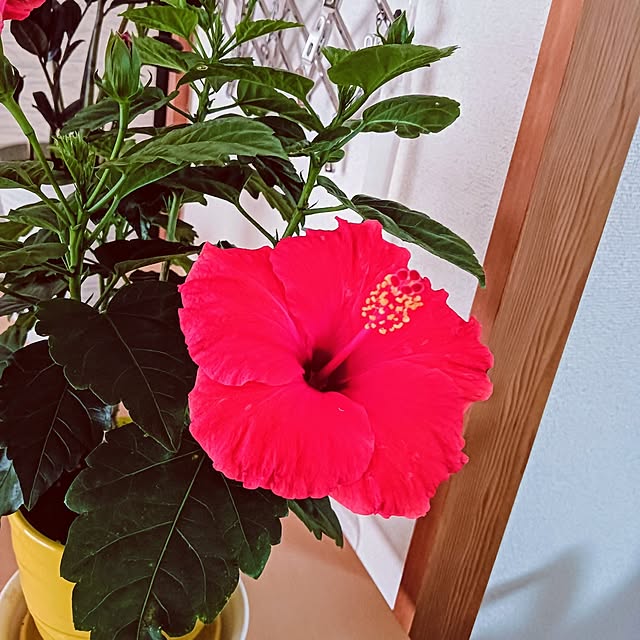 hanachanさんの部屋