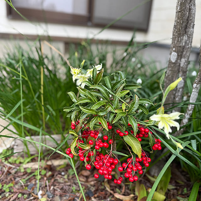 sakakenさんの実例写真