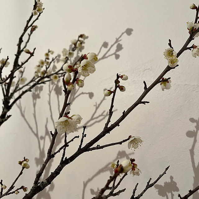 cariente4さんの実例写真