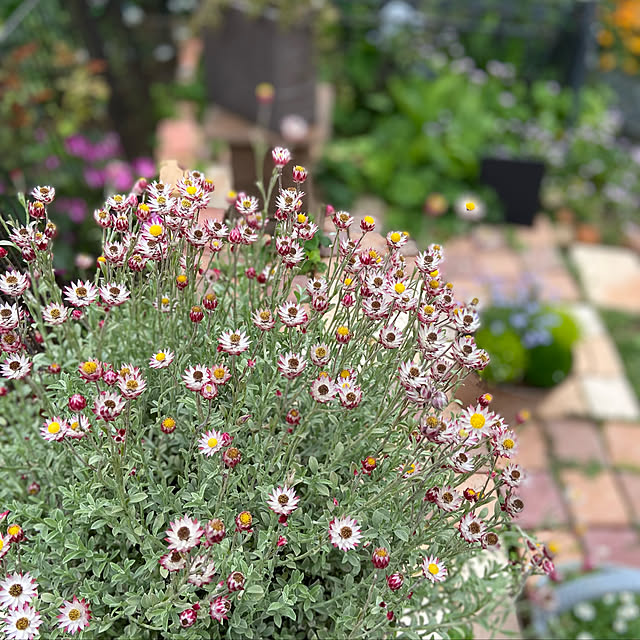 glassflowerさんの実例写真